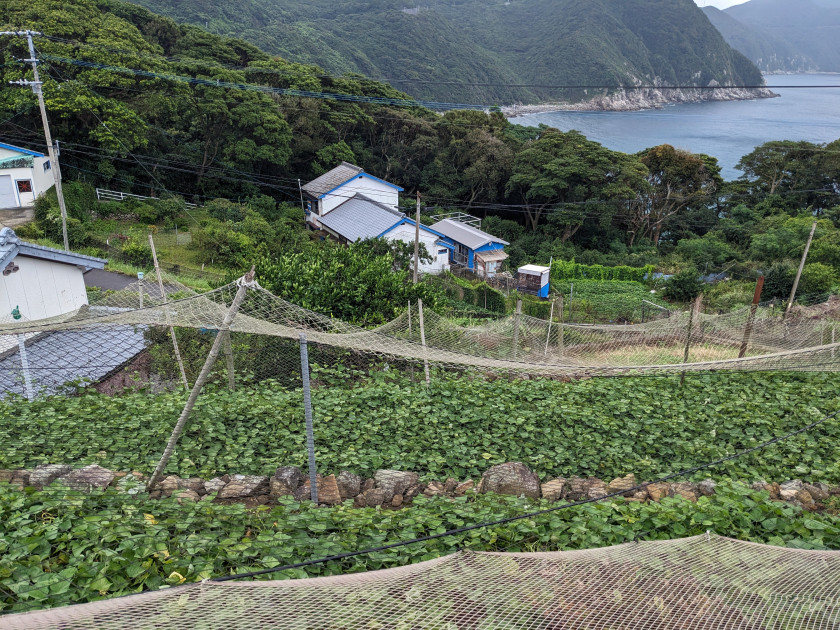 A photograph of a leafy hillside where residents are growing sweet potato on steep slopes on the Uome peninsula, Nakadori Island.