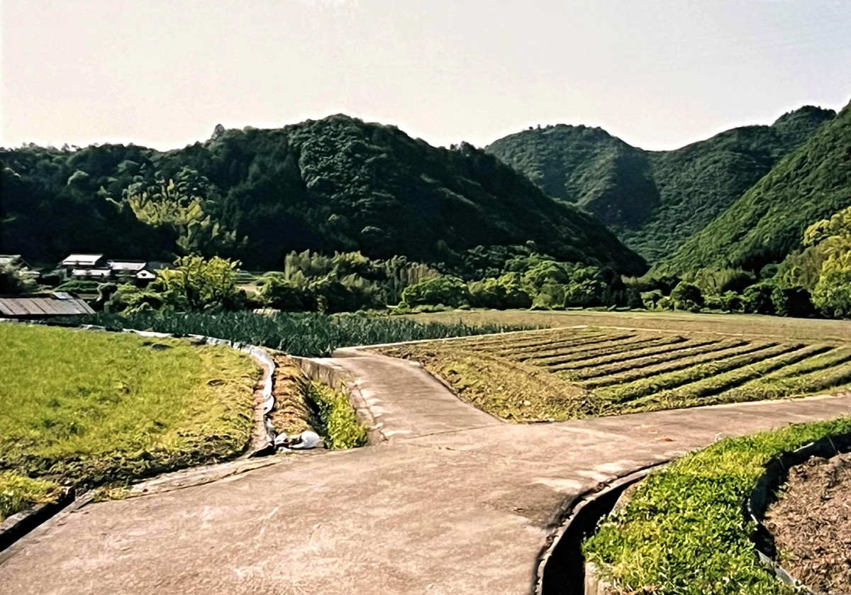 Landscape view of rice patty fields and rolling green hills in the background.