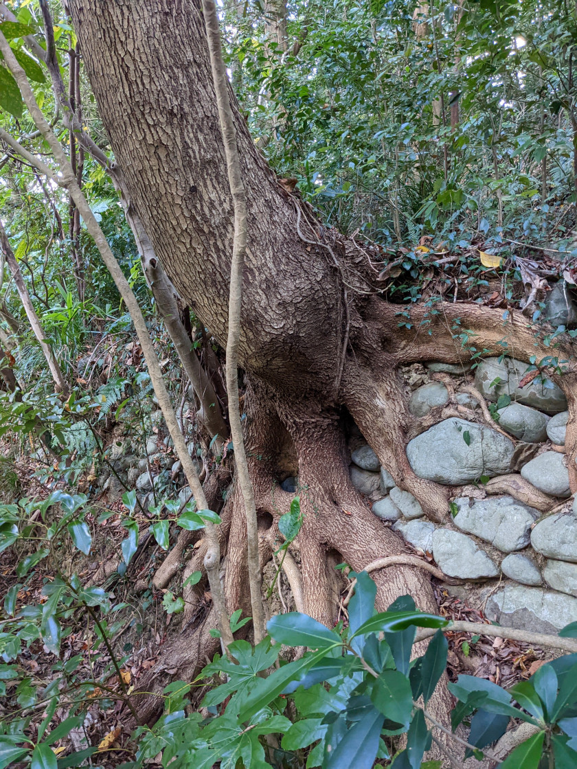 Nearby Akogi, where Kakimori Kazutoshi has worked to open up an old Kakure Kirishitan forest track, with the old stone walls alongside. Tree roots surrounded by rocks lead up to an old Kakure Kirishitan forest track.